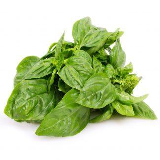 Fresh Basil