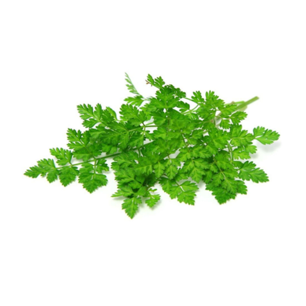 Fresh Chervil