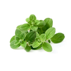 Fresh Marjoram