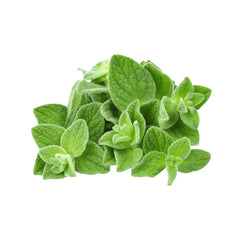 Fresh Oregano