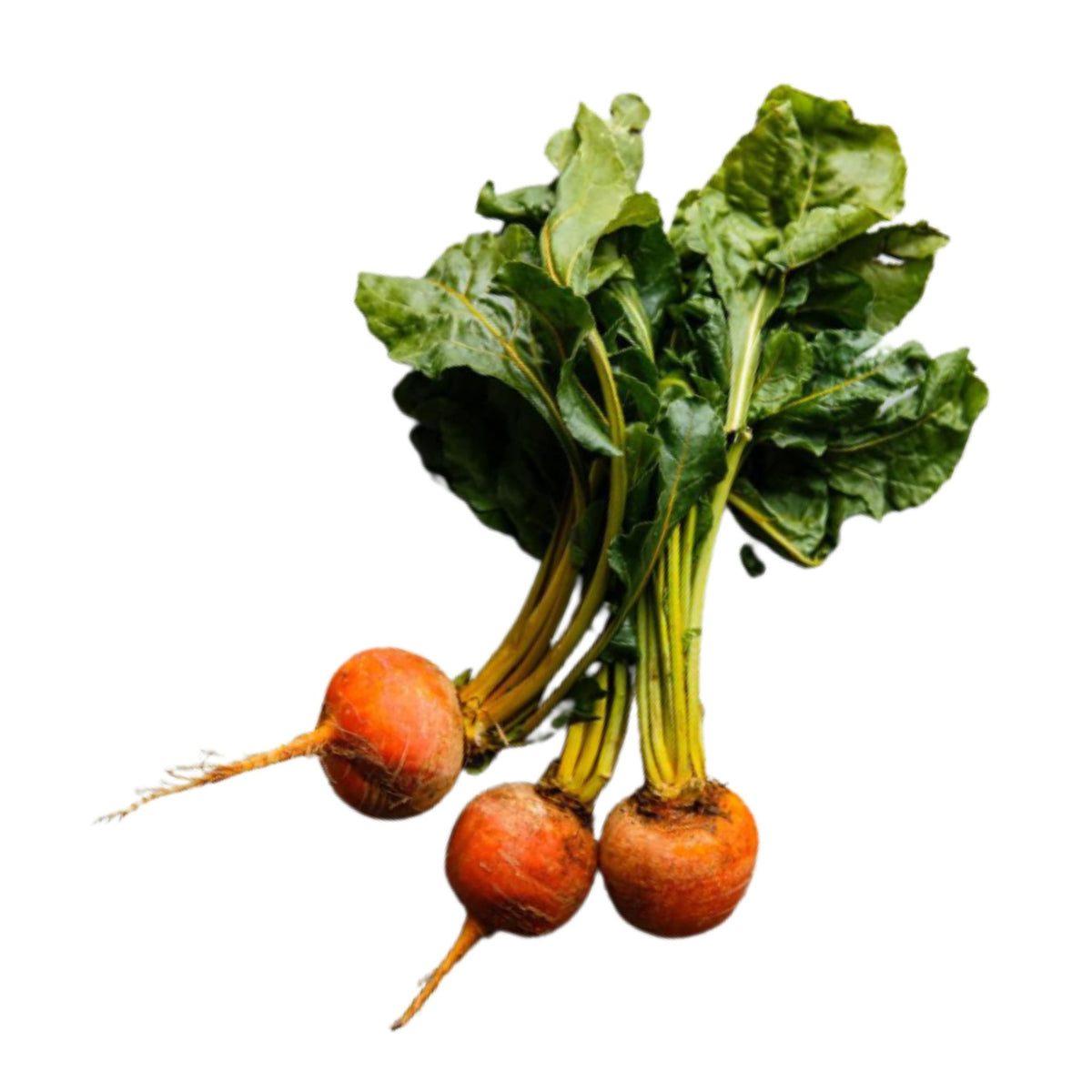 Beets Golden