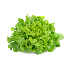 Green Oak Lettuce