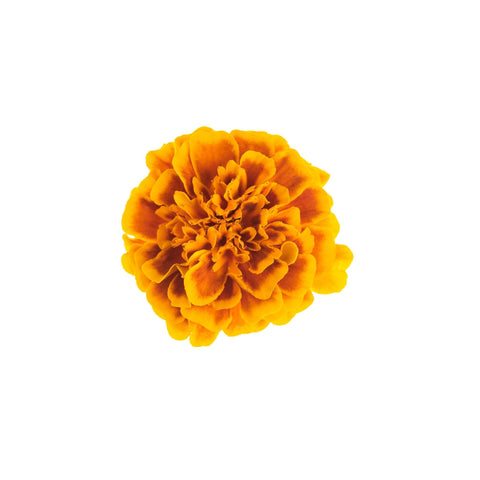 Marigolds