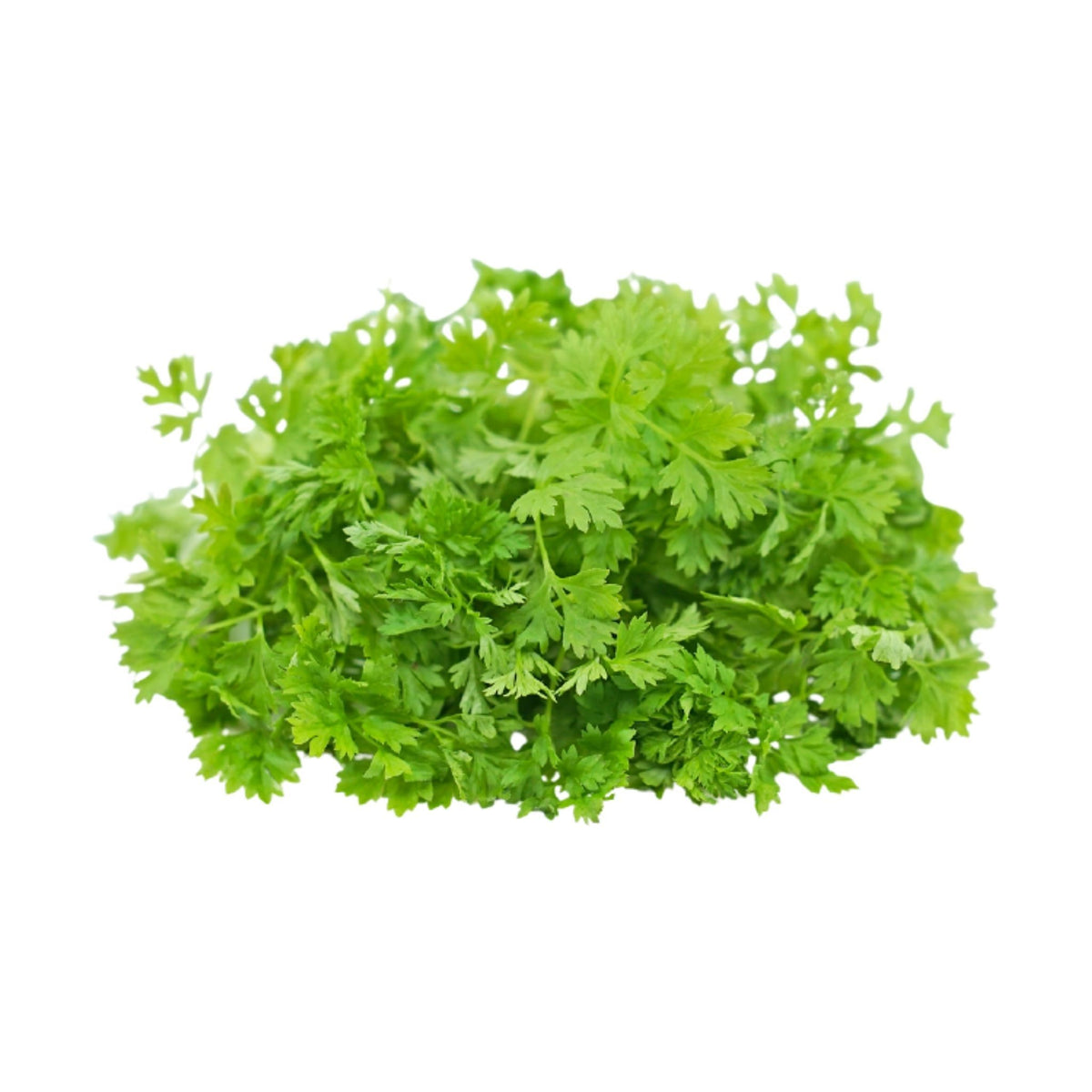 Micro Chervil