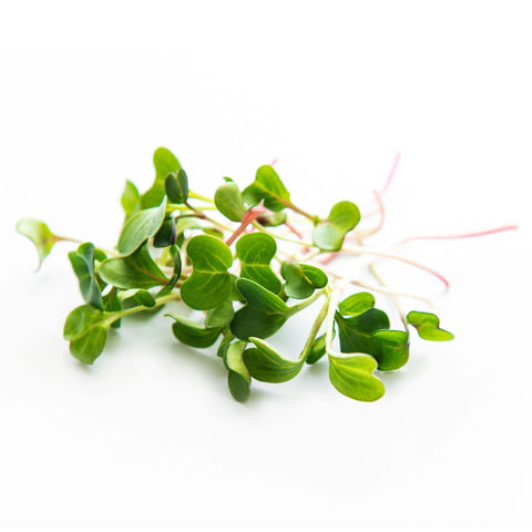 Micro Radish