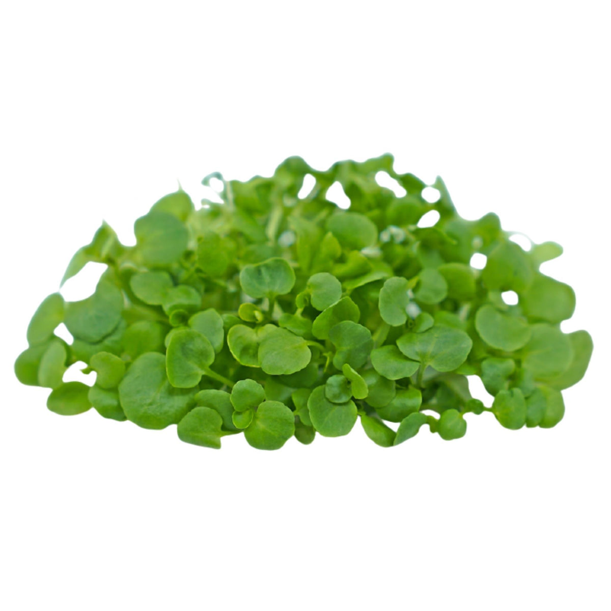 Micro Watercress