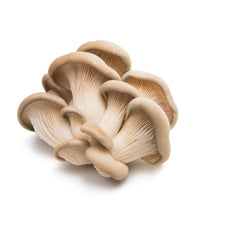 Oyster Mushrooms