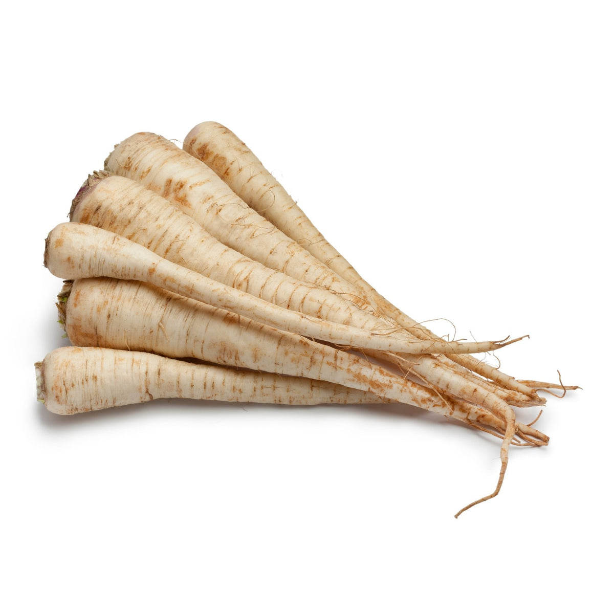 Parsley Root