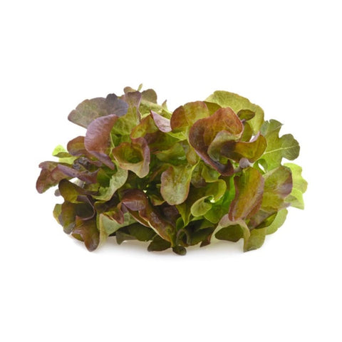 Lettuce - Red Oak - 2lb