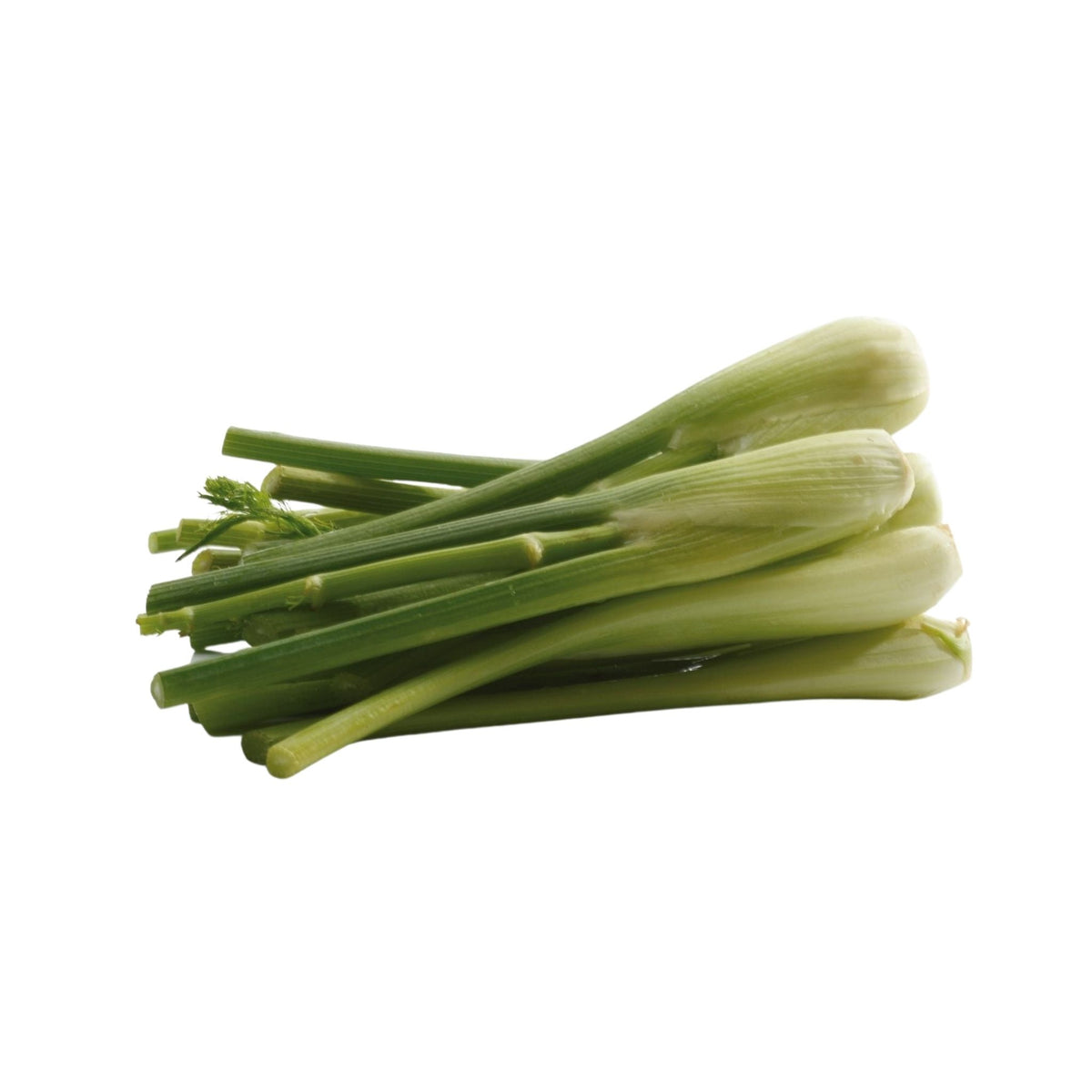 Fennel Baby