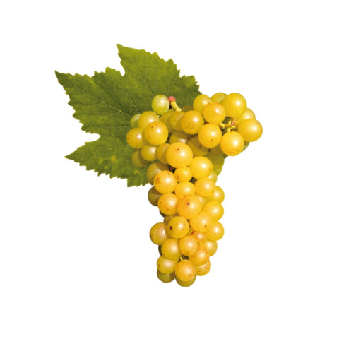 Moscato Grapes