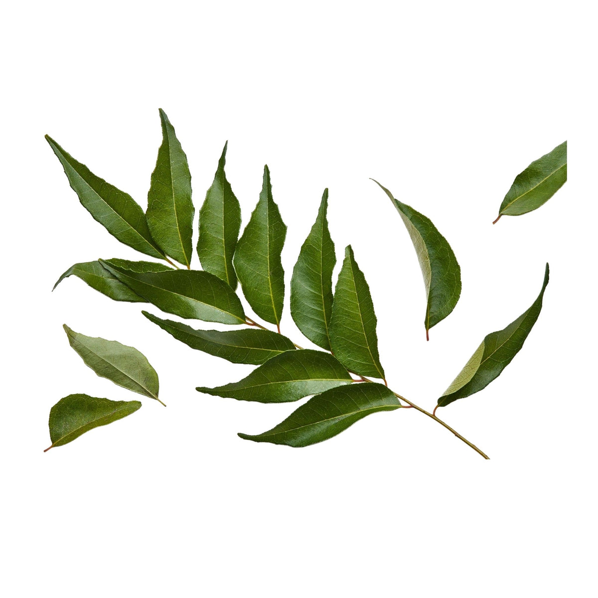 Curry Leaves