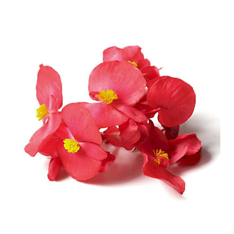 Begonia - Edible Flowers