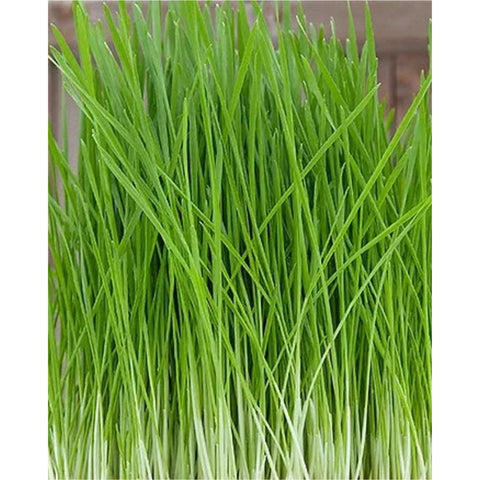 Micro Wheat Grass